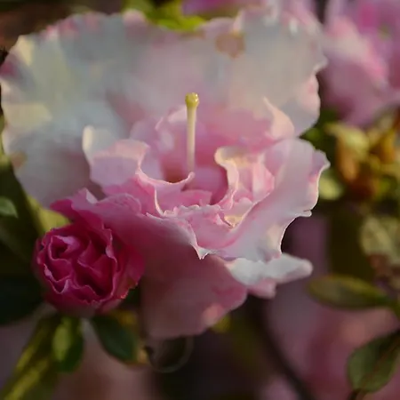 Szálloda Garni Rivabella Au Brissago