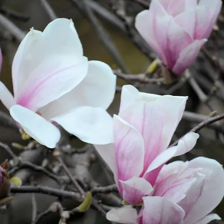 Szálloda Garni Rivabella Au 3*