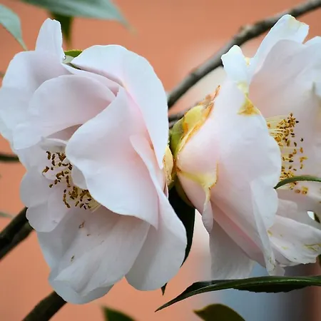 Garni Rivabella Au 3*