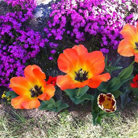 Garni Rivabella Au Brissago