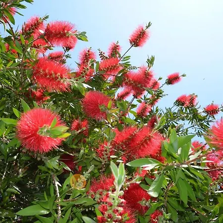 Garni Rivabella Au Brissago