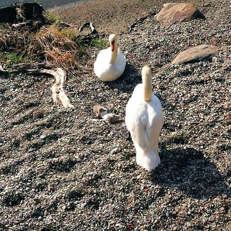 Garni Rivabella Au Szálloda Brissago