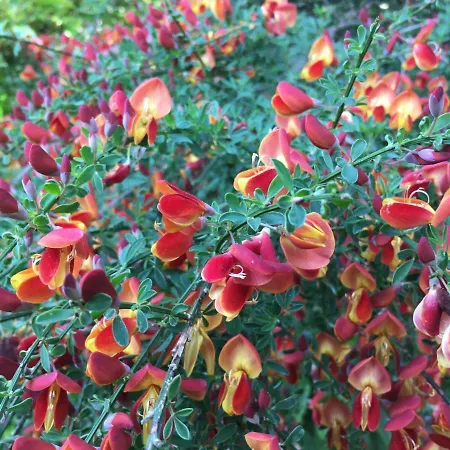 Garni Rivabella Au 3* Brissago