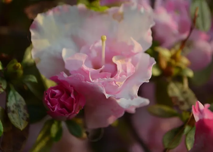 Ξενοδοχείο Garni Rivabella Au Brissago