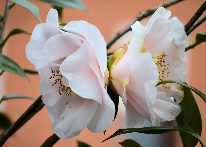 Garni Rivabella Au Lac 3*