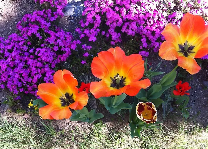 Garni Rivabella Au Brissago