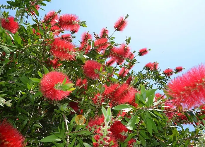 Garni Rivabella Au Brissago