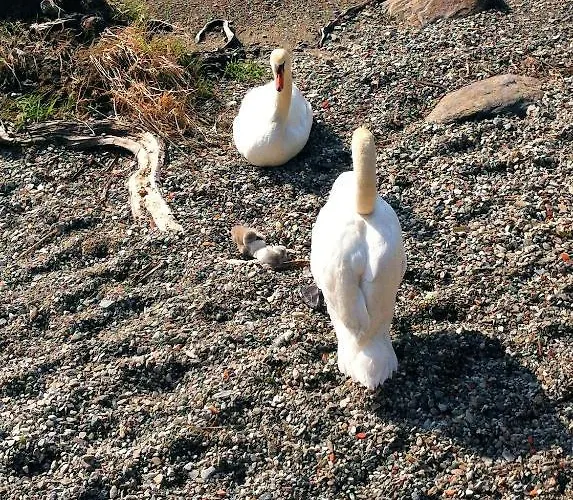 Garni Rivabella Au Ξενοδοχείο Brissago