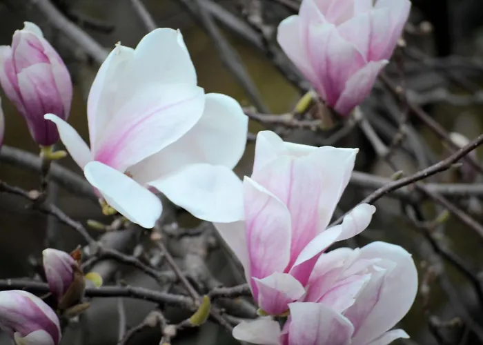 فندق Garni Rivabella Au 3*